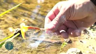 UCO Stormproof Matches: The Ultimate Wet-Weather Fire Starter