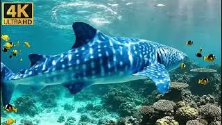 4K Incredible Undersea Creatures | Hidden Wonders of the Deep Ocean 🌊🐙