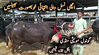 Лучшие цены на дойных буйволов от Gondal Maweshi Mandi от My Life Channel