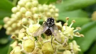 House Fly, Graphomya maculata, Westkapelle, ZL, the Netherlands, 27 Sept 2023 (1/2)