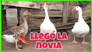 Compre UNA GANSA🪿en el mercado de animales...quien de mis gansos se adueñara de ella😘