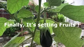 Flowers Dropping? Eggplant set fruits AT LAST! See how I did it.