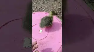 ONE-DAY-OLD GOOSE #duck #goose #day #ducklingspro #animals