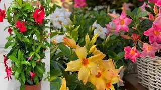 Mandevilla Plant Wholesale Market and full Tips of care horticultureking kolkata