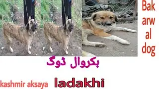 Bakarwal dog female with her puppies || kashmiri aksaya dog breed || Best guard dog for livestock.