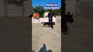 Working Line German Shepherd in India | German Shepherd training #germanshepherd #workinglinegsd