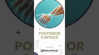 Posterior Wrist Joint Assessment in Carpal Tunnel Evaluation