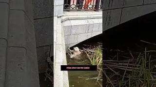 Rescue at the Last Second: Strangers Save Drowning Do! #animalrescue #kindnessmatters #viralshort