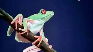 Gov't Mule & Jack Bruce - Fool's Moon
