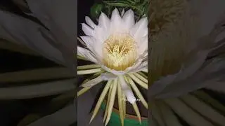#gardening #flower #garden #plantperfect #uttarakhand #youtube #youtubeshorts #plants #dragonfruit
