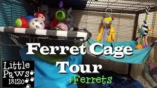 Ferret Cage Tour, June 2019