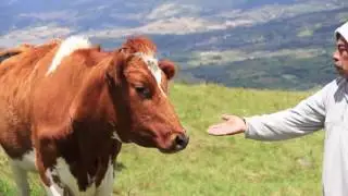 Cooperativa Asogadan - Proyecto de Asociatividad SDDE