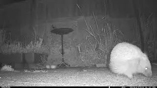 Happy Hedgepigs - 2025-08-06