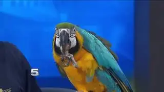 Zoo Guest: Blue-and-Yellow Macaw