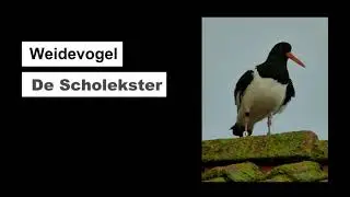 Weidevogel de Scholektster #Scholekster #oystercatcher #Haematopusostralegus