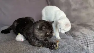 Жизнь животных каждый день 