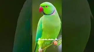 #ringtone #smartphone #birds #music #ringtones