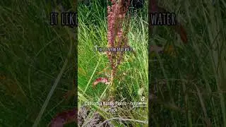 California Native Herbs - Yellow Dock #herbal #herbalmedicine #nativeplants