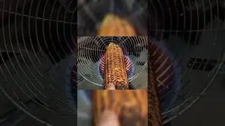 Roasted corn recipe | Chali 🌽 😋#youtubeshorts#shortsvideo#viral