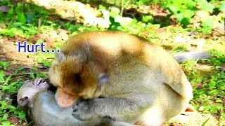 So hurt and scare ! Why big monkey bite little monkey so hard without reason ?