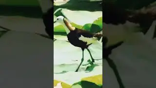 Jacana birds 🐦#shorts