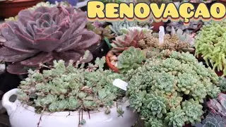 Renovação nas suculentas e taças mais compostas para ajudar a passar o inverno. 