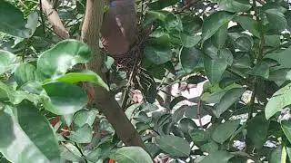 laughing dove in stress.