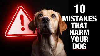 10 Dangerous Dog Owner Mistakes That Could Harm Your Pet 🐶 | Avoid These Now!