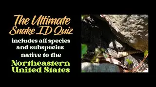 The Ultimate Snake ID Quiz Northeast U.S.