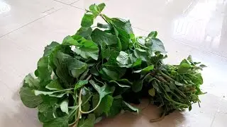 সহজ পদ্ধতি তে নটে শাক ভাজা রেসিপি।Notey Shaak recipe।