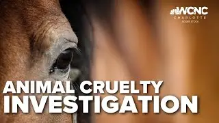 Animal cruelty investigation in Burke County