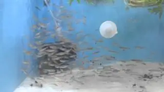 Young Notropis chromosus