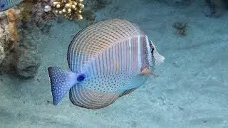 Premier le Reve Snorkelling Oct 2018