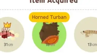 Play Together Fish - horned turban snail