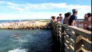 Jumping off the 'Jaws' bridge on Martha's Vineyard