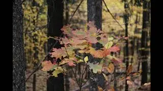Fall Colors in Northern Michigan (北密秋枫) by Jason Zhang
