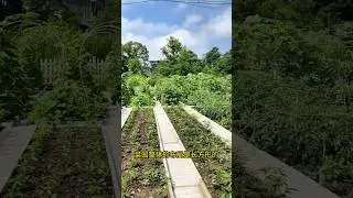 What do you think of this garden-style vegetable patch? #vegetableGarden transformation #gardening