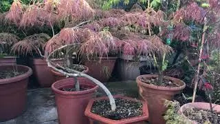 Japanese acer collection, spring 2020