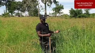 chroris gayana or Rhodes grass can be harvested every after 2 months by hamiisi +256773343283
