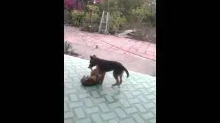 vk ck nha cun1