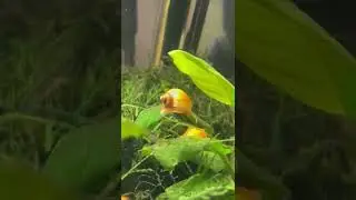 You let the mystery snail eggs hatch one time&hellip;