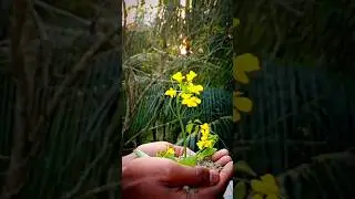 natural videography 🌸🥀  #shorts #trending  #drawing #painting #bookmark #diy #videography #nature