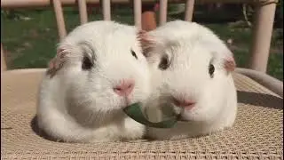 Adorable Guinea Pig Moments 🐹 | #shorts #pets #cute #animals