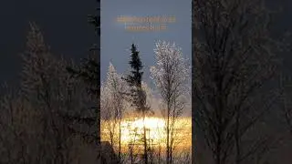 Setting Sun & Frosty Trees #arctic #light #frosty