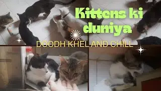 Milk Time & Masti: My Kittens' Cutest Daily Routine😻🍼🐾
