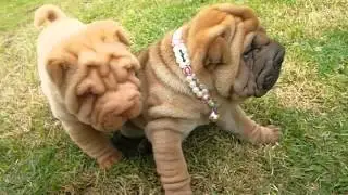 Filhotes de Sharpei - Canil EJ Terani