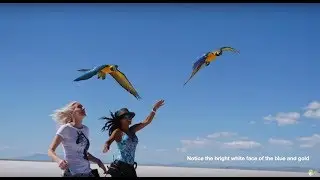 Blue and Gold Macaw VS Blue Throated Macaw