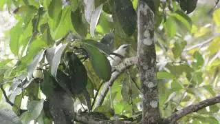 Wild Bali Starling chicks eating and bill-wiping!