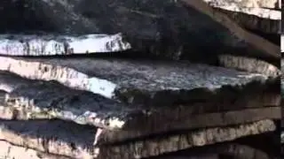 Il ciclo del sughero: la produzione negli stabilimenti di Amorim Cork