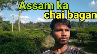 Assam ka chai bagan 🍃🌿 | tea garden| an adventure day| #tea #chai 